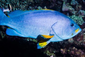 garoupa azul